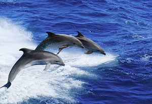 dolphins-swim-in-front-of-boats