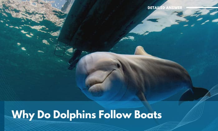 why do dolphins follow boats